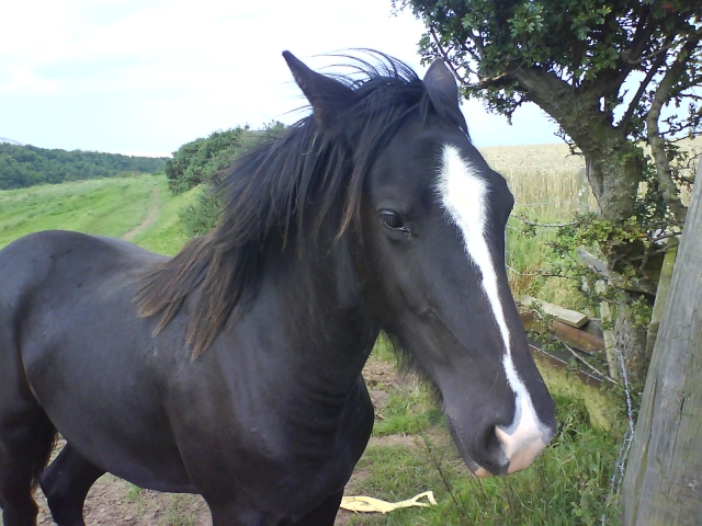 Vínculo con su caballo 