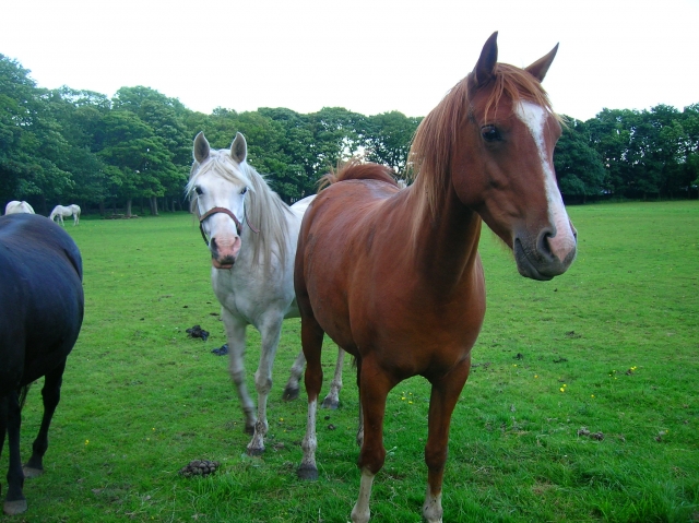 Todos nuestros caballos están bien entrenados 