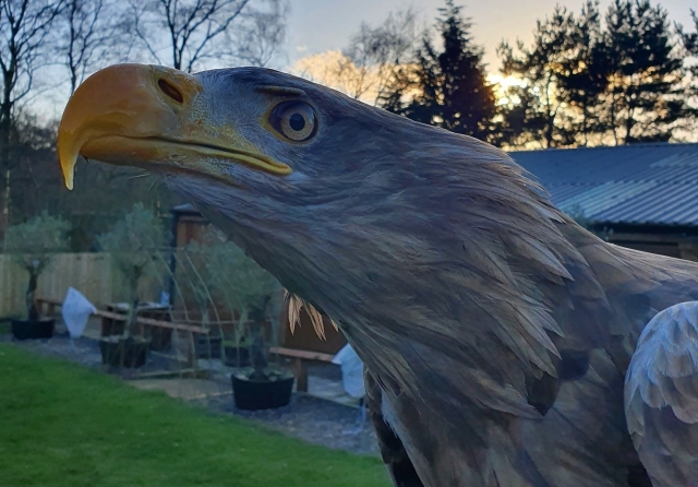  Nuestras aves son impresionantes 