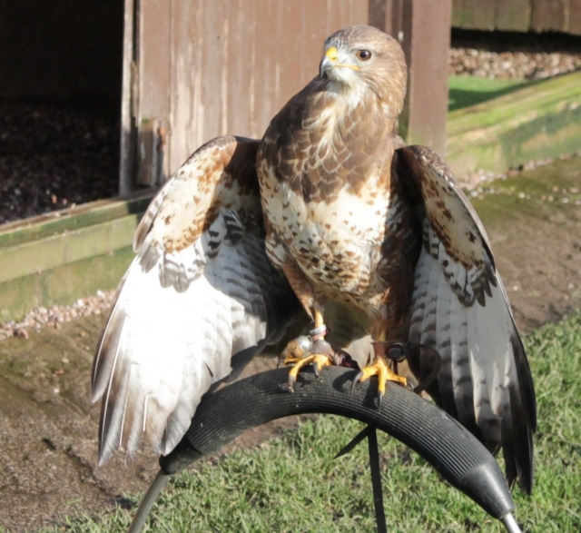  Encuentro divertido con aves rapaces 