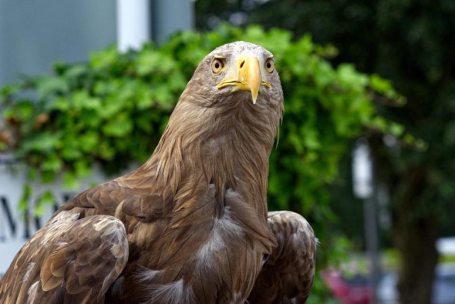  Venga a conocer estas hermosas aves 