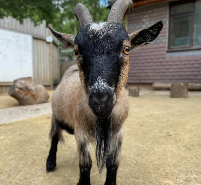  Divertido encuentro con cabras 