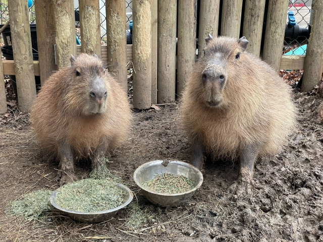  Los capibaras son muy divertidos 