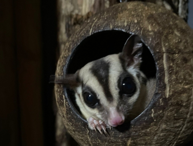  Nuestros petauros del azúcar son hermosos 