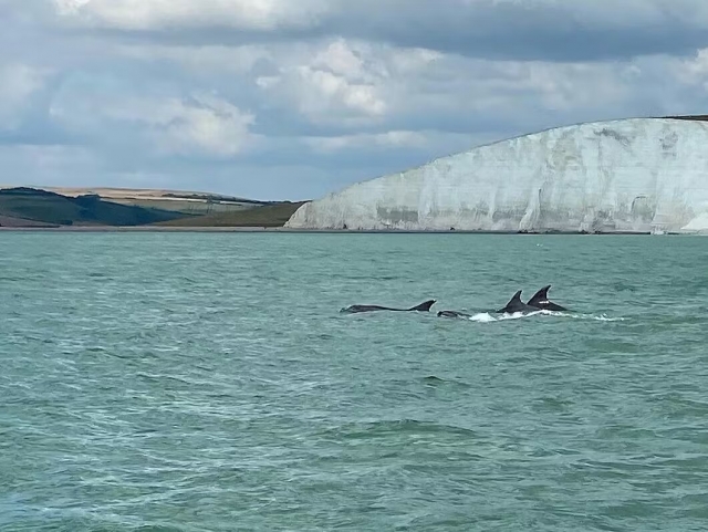 Cuidado con los delfines 