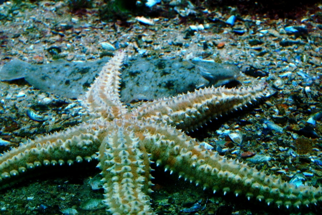  Es posible que vean una vida marina maravillosa