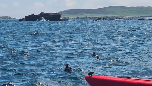  Encuentros cercanos con frailecillos 