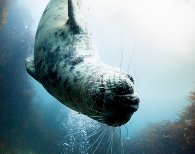  Las focas son tan geniales que tiene que verlas