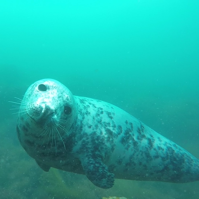 Hermosas focas escondidas bajo el agua 