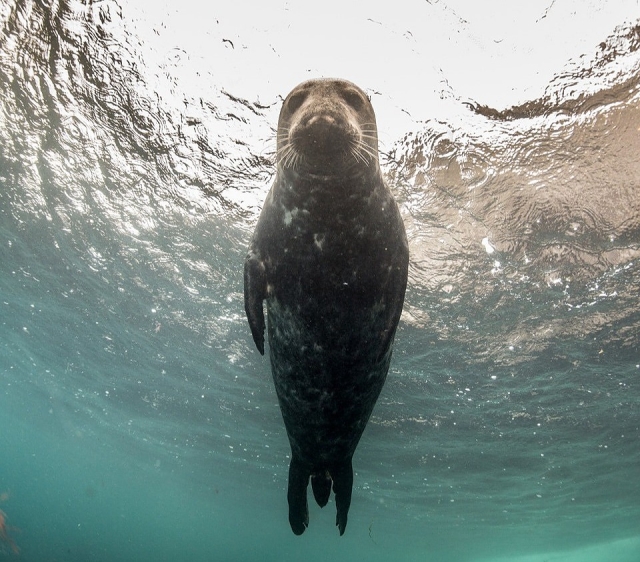  Observa las focas que se elevan desde abajo