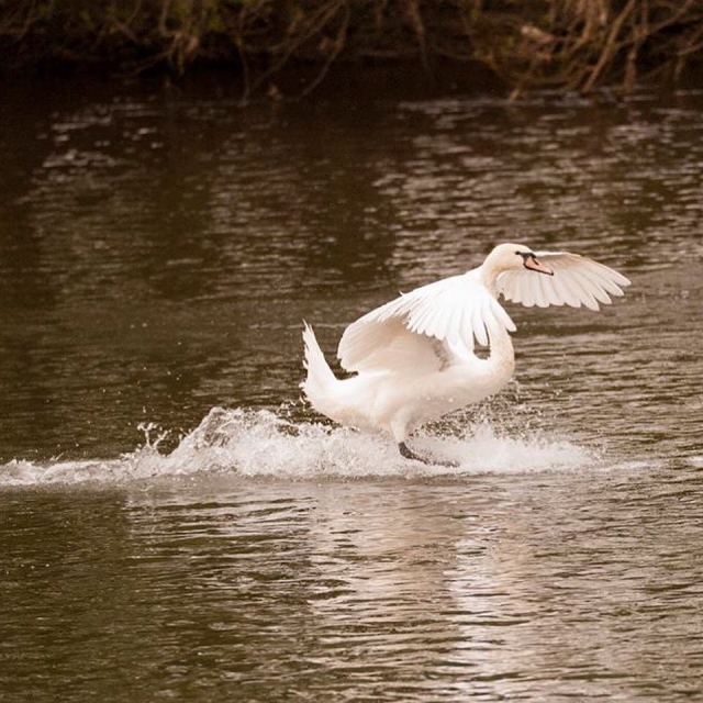  Es posible que incluso veas algunos cisnes 