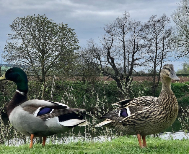  ¡Cuidado con los patos locales! 