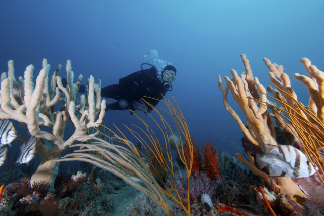  Buceo en Berkshire 