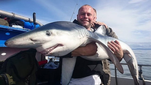 Tiburón azul 