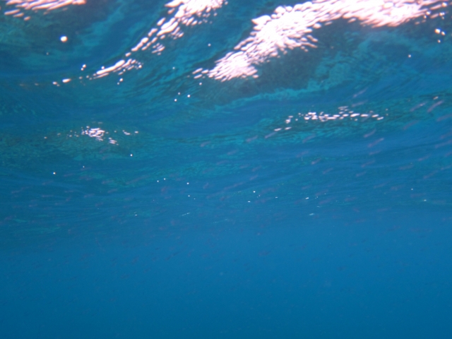  Explorar debajo del agua es muy divertido
