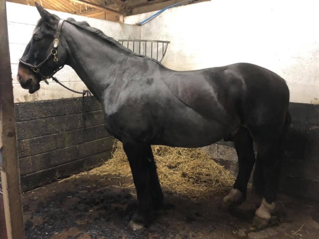  Todos nuestros caballos son increíbles