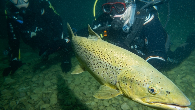 ¡Hacer nuevos amigos! 