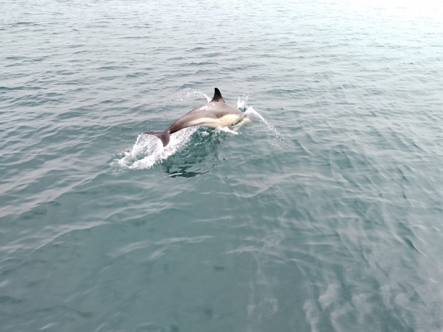 Observa a los delfines en acción 