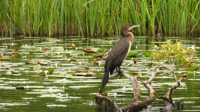 Conozca la vida silvestre local