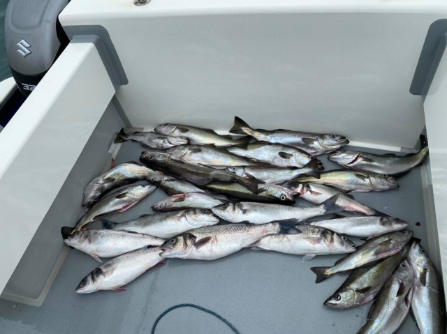  Experiencias de pesca en Ilfracombe 