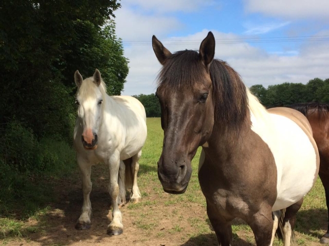  Nuestros hermosos caballos
