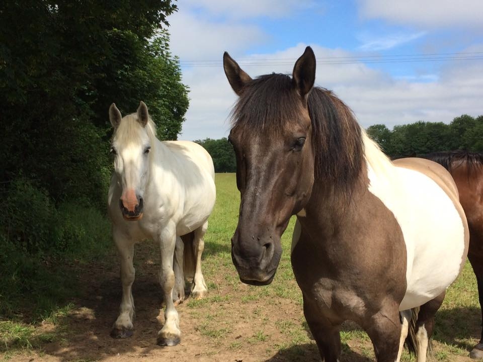 Nuestros hermosos caballos Nuestros hermosos caballos