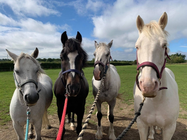  ¡Nuevos amigos! 