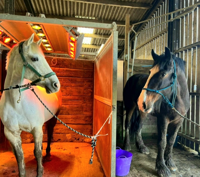  Detrás de escena con los caballos 