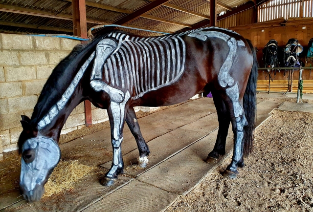 Los vínculos entre los niños y los caballos