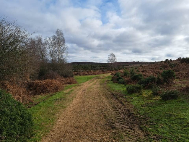  Pistas de New Forest 