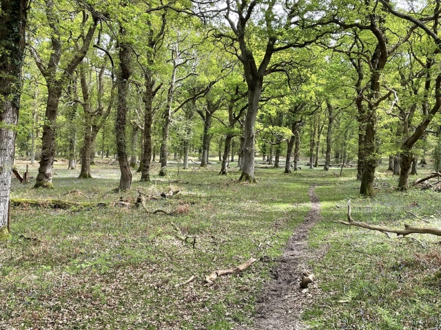  Bluebell woods 