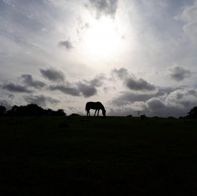  Campo de caballos 
