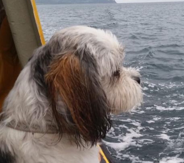  Los perros son bienvenidos 