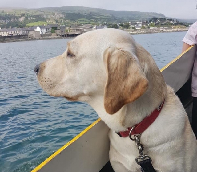 ¡Se admiten perros!