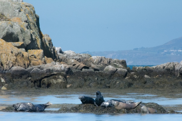  Focas en la costa 