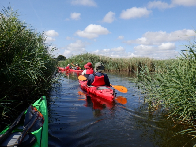 Tour matutino en kayak + refrigerio en Hickling Broad 2,5 h