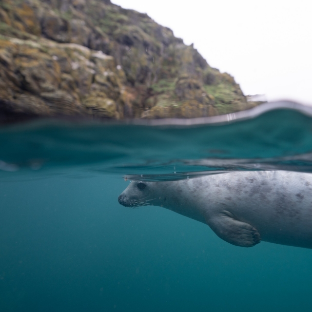  Una foca curiosa 