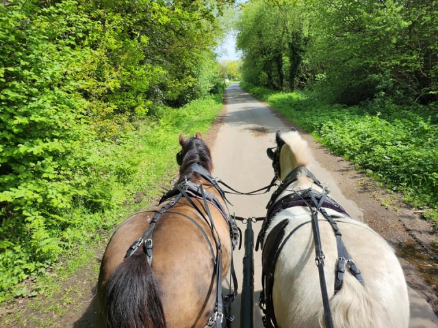  Caballos en la pista 