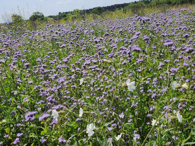  Pradera de flores silvestres 