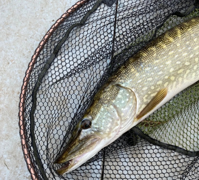  Pesca del lucio
