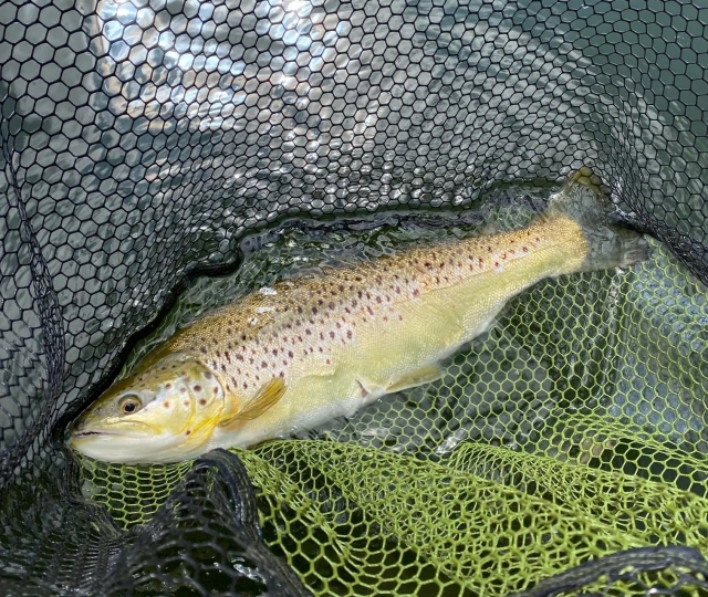  Pesca de truchas 