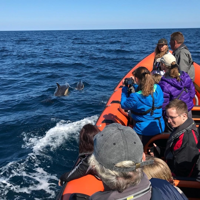  Delfines en Cornualles