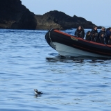 Tour en barco para observar frailecillos en el puerto de Padstow para 1