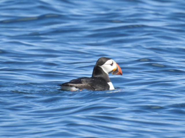  Aves marinas en Cornualles