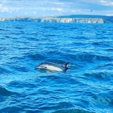 Paseo en barco de exploración en la costa de Padstow duranle 3 horas