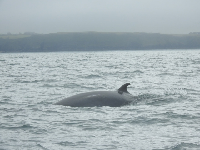 ¡Avistamiento de ballenas minke! 