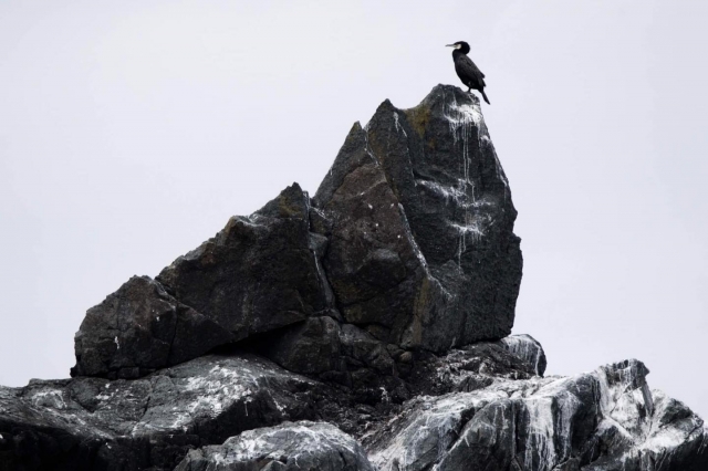  Costa de Cornualles y vida salvaje.