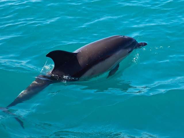 Avistamiento de delfines
