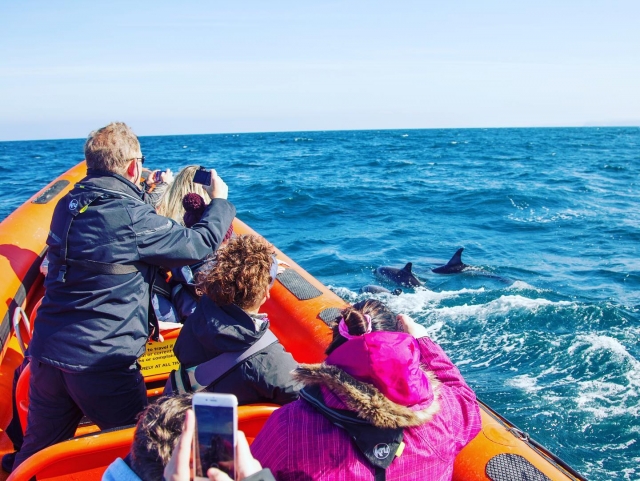  Delfines juguetones 