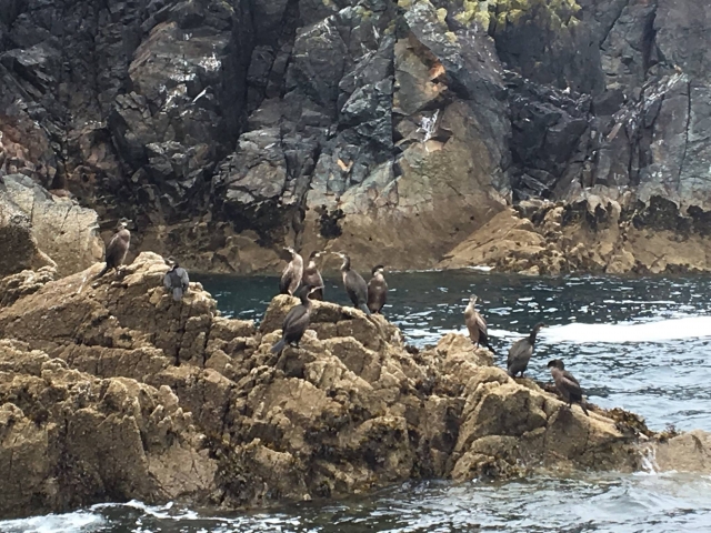  Aves marinas